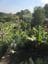 Eden Gardens + Swane's Nursery Tour Image -5b2cdfc3c2b06